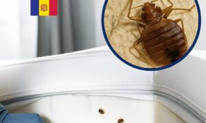 Les xinxes, mesures de prevenció en el sector hoteler